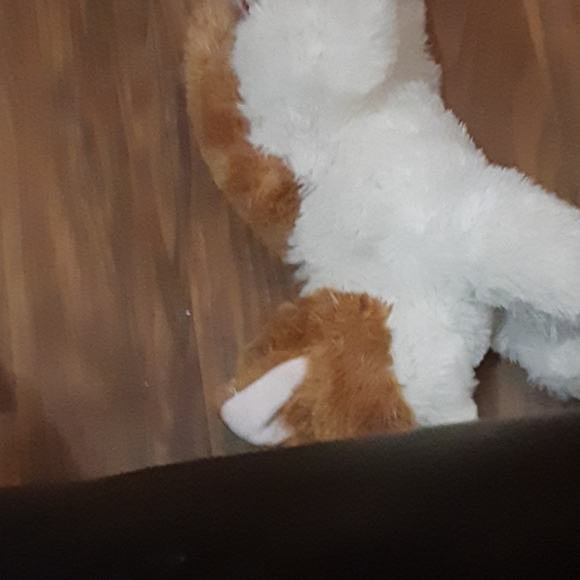 Fluffy cat - Picture 4 of 4